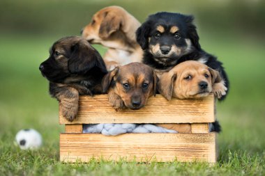 Çimlerin üzerinde tahta bir sandıkta bir grup şirin köpek yavrusu.