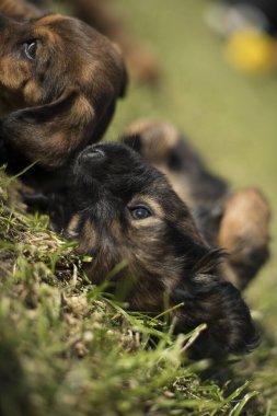 Çimlerde köpek yavrusu