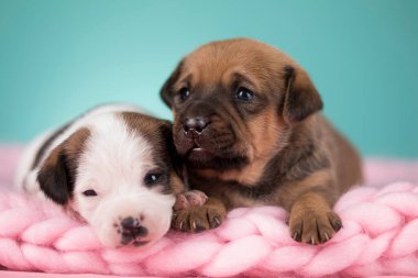 Evcil hayvan, köpek yavrusu, battaniyenin üstünde uyuyor.