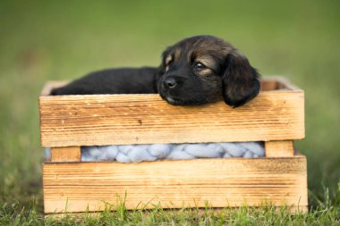 Çimlerin üzerinde tahta bir sandıkta küçük şirin bir köpek.