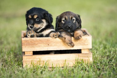 Çimlerin üzerinde tahta bir sandıkta iki köpek.