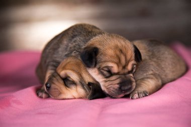 Güzel küçük köpekler pembe bir battaniyenin üzerinde uyur.