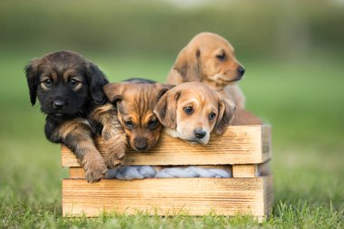 Çimlerin üzerinde tahta bir sandıkta bir grup şirin köpek yavrusu.