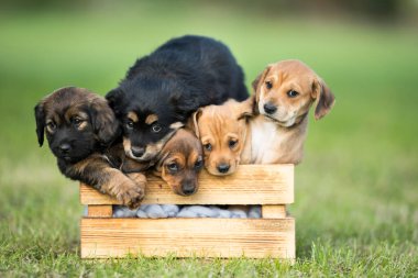 Çimlerin üzerinde tahta bir sandıkta bir grup şirin köpek yavrusu.