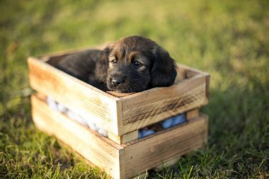 Mutlu bir köpek yavrusu çimlerin üzerinde tahta bir sandık.