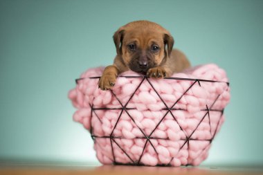 Güzel mutlu köpek yavrusu metal bir sepet