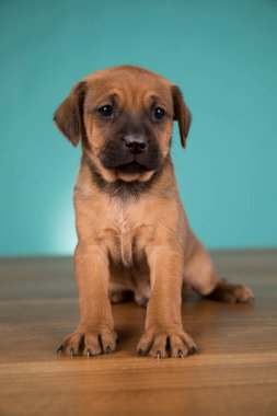 Şirin köpek yavrusu, hayvan konsepti.