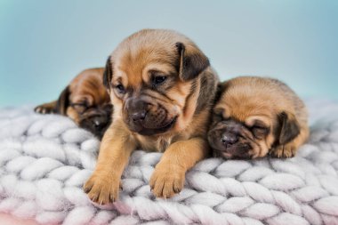 Evcil hayvan, köpek yavrusu, battaniyenin üstünde uyuyor.