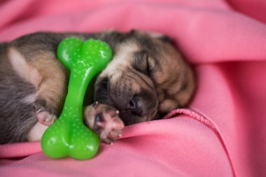 Köpek pembe bir battaniyenin üzerinde lastik bir kemikle uyur.