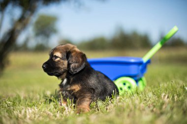 Çimlerin üzerinde oyuncak arabada sevimli bir köpek.