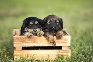 Çimlerin üzerinde tahta bir sandıkta iki köpek.