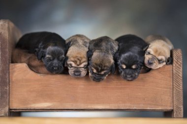 Köpekler tahta bir yatakta uyurlar.