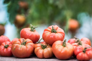 Sebze, domates, bahçede masanın üstünde. 