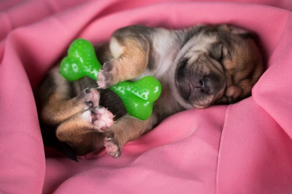 Маленький Собака Спить Гумовою Кісткою Рожевій Ковдрі — стокове фото