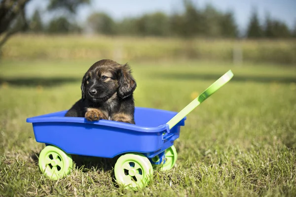 Cute dog in a toy wagon on the grass