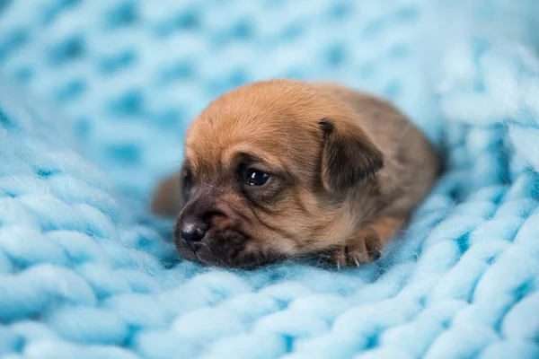 Little Dog Sleeps Blanket — Stock Photo, Image