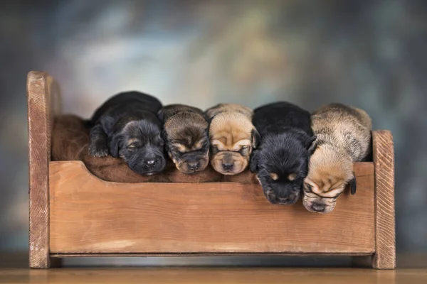 The dogs sleep on a wooden bed