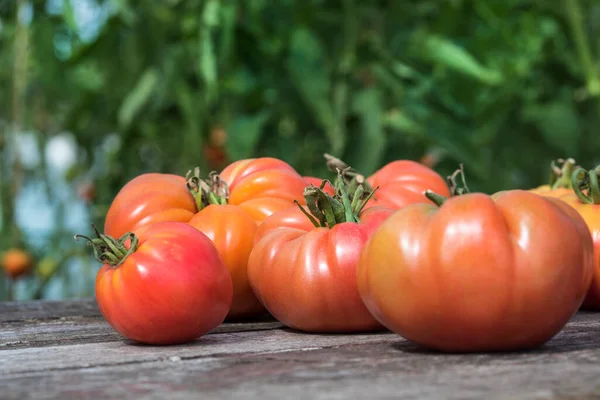 Ντομάτες Φυτικός Κήπος Βιολογικά Προϊόντα — Φωτογραφία Αρχείου
