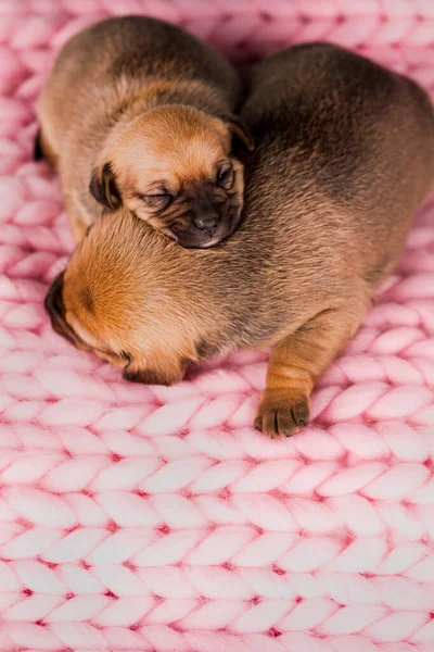 Красивая Маленькая Собачка Спит Одеяле — стоковое фото