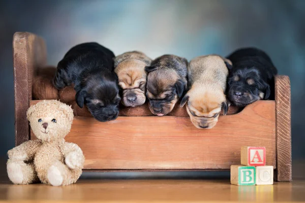 Little Puppies Sleeping Bed — Stock Photo, Image