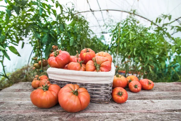 Warzywa Pomidory Biurku Ogrodzie — Zdjęcie stockowe