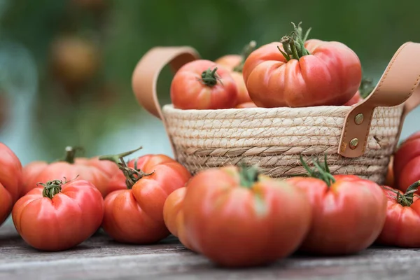 Organické Potraviny Červená Zelenina Rajčat Zdarma — Stock fotografie