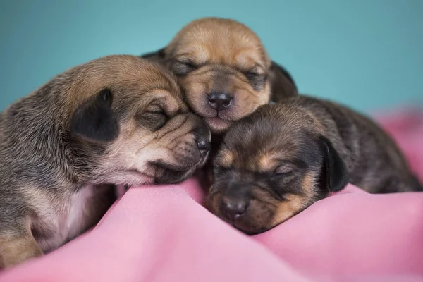 Dog Sleeps Pink Blanket — Stock Photo, Image