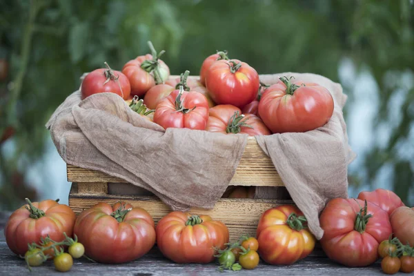 Röda Tomater Ett Växthus Ekologisk Mat — Stockfoto