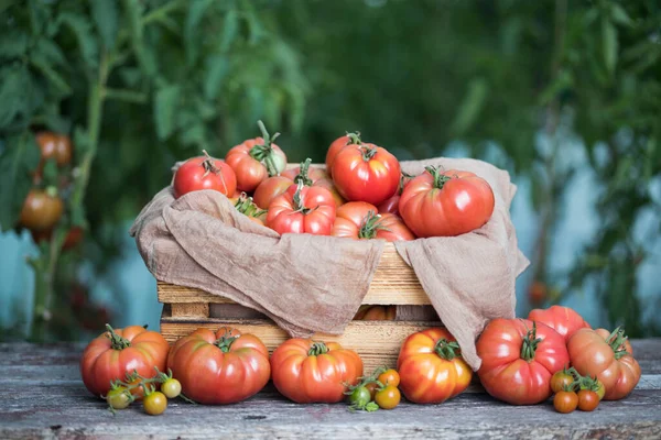 Røde Tomater Drivhus Økologiske Fødevarer - Stock-foto