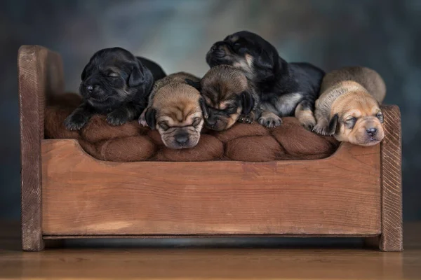 The dogs sleep on a wooden bed