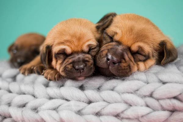 Pet Dog Puppy Sleeps Blanket — Stock Photo, Image