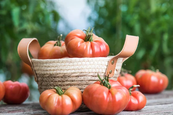 Ogród Warzywny Pomidory Produkty Ekologiczne — Zdjęcie stockowe