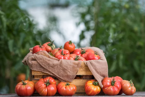 Färska Tomater Trälåda — Stockfoto