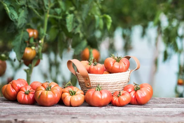Warzywa Pomidory Biurku Ogrodzie — Zdjęcie stockowe