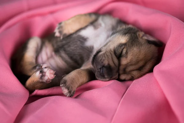 Ein Schöner Kleiner Hund Schläft Auf Einer Rosa Decke — Stockfoto