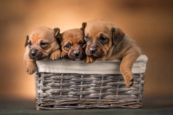 Kleine Hunde Weidenkorb — Stockfoto