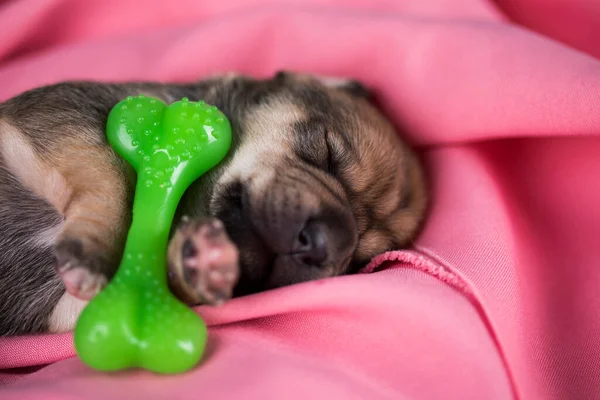 A little dog sleeps with a rubber bone on a pink blanket