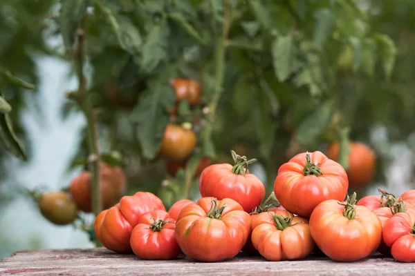 stock image Vegetables, tomatoes on wooden desk