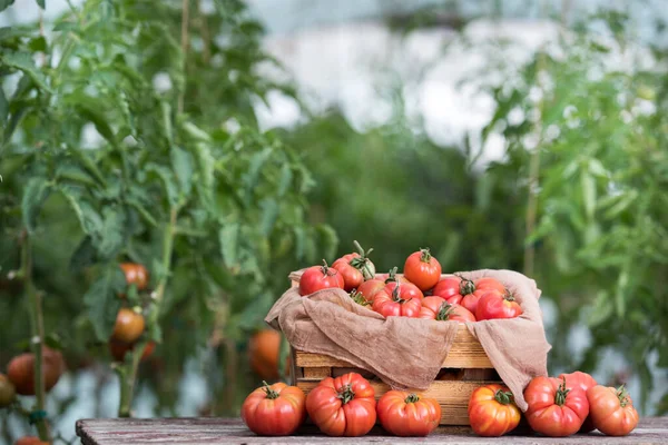 Grøntsager Tomater Skrivebord Haven - Stock-foto