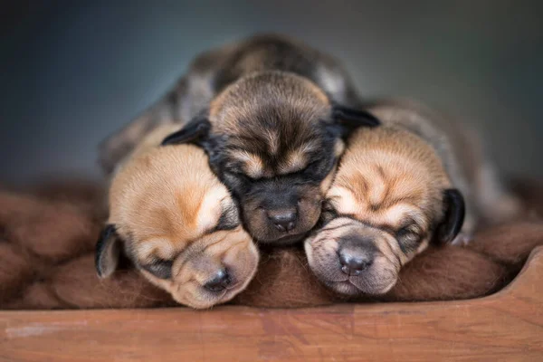 강아지들은 침대에서 — 스톡 사진
