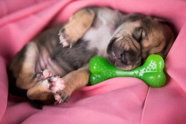 Hund Sover Med Ett Gummiben Rosa Filt — Stockfoto