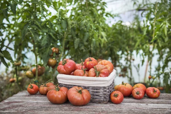 Tomater Køkkenhave Økologiske Produkter - Stock-foto