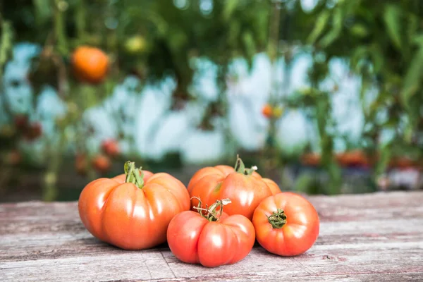 Grönsaker Tomater Skrivbord Trädgården — Stockfoto