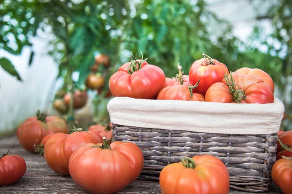 Verduras Tomates Escritorio Madera — Foto de Stock