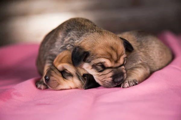 Schöne Kleine Hunde Schlafen Auf Einer Rosa Decke — Stockfoto