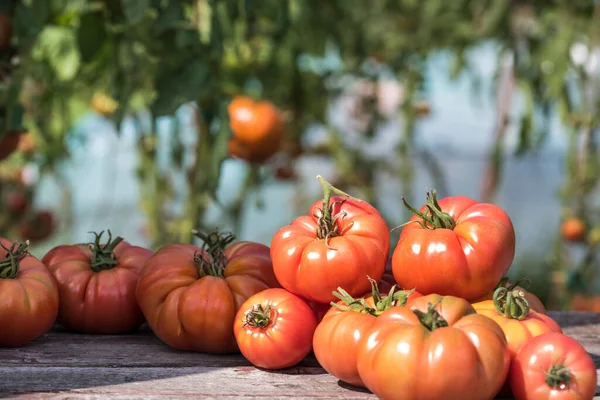 Röda Tomater Ett Växthus Ekologisk Mat — Stockfoto