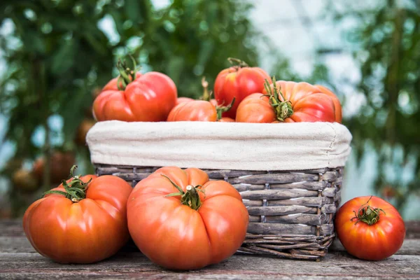 Tomatoes Vegetable Garden Organic Products — Stock Photo, Image