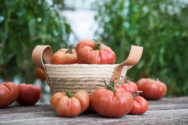 Organic Food Free Red Vegetables Tomato — Stock Photo, Image