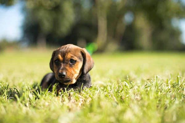 Small Dog Grass Background — Stock Photo, Image