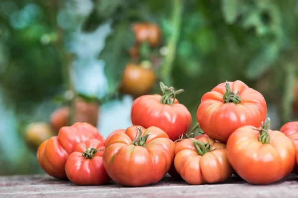 Tomater Grönsaksträdgård Ekologiska Produkter — Stockfoto